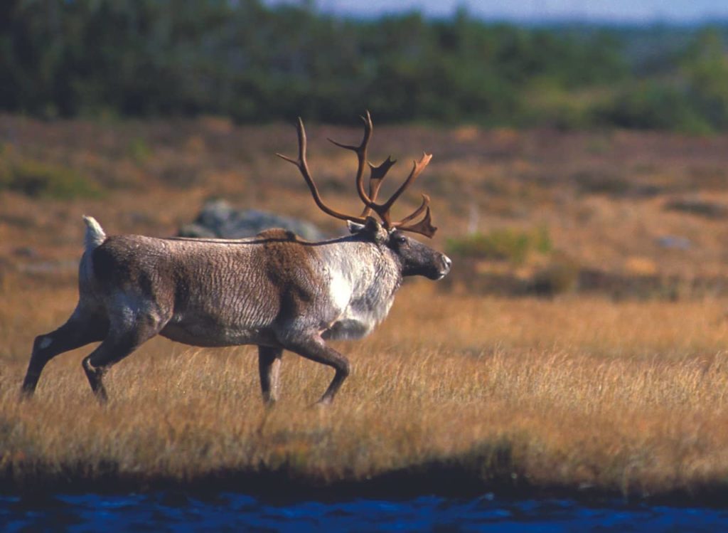Caribou are an important part of life for the Innu
